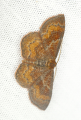 Leptostales rubromarginaria