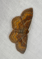 Leptostales rubromarginaria