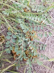 Astragalus beckwithii