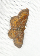 Leptostales rubromarginaria