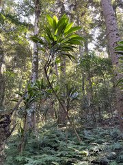 Cordyline petiolaris