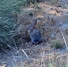 Sylvilagus audubonii