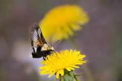 Proserpinus flavofasciata