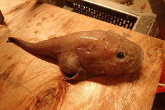 Pallid Sculpin photo 3
