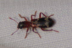 Thanasimus undatulus