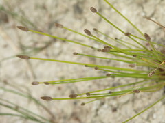 Eleocharis engelmannii
