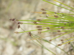 Eleocharis engelmannii