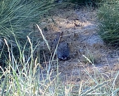 Sylvilagus audubonii