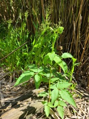 Rubus argutus