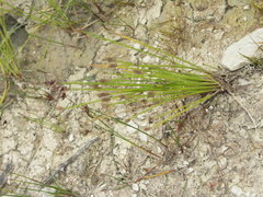 Eleocharis engelmannii