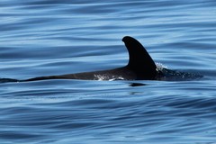 Globicephala