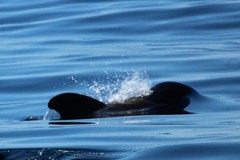 Globicephala
