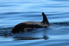 Globicephala