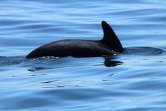 Globicephala