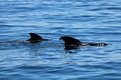 Globicephala