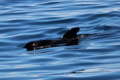 Globicephala