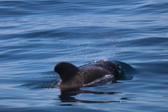 Globicephala