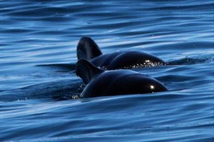Globicephala