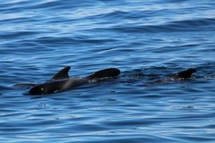 Globicephala