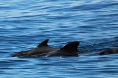 Globicephala