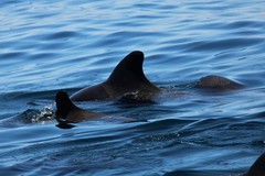 Globicephala