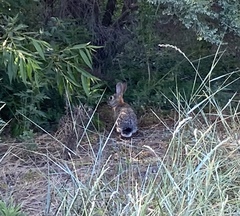 Sylvilagus audubonii