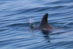 Globicephala