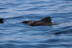 Globicephala