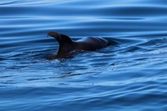 Globicephala