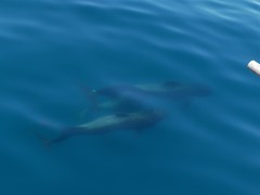 Globicephala
