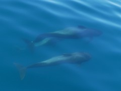 Globicephala