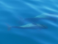 Globicephala