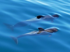 Globicephala