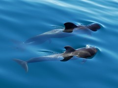 Globicephala