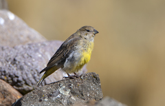 Sicalis uropygialis