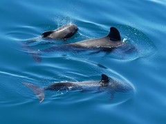 Globicephala