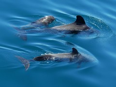 Globicephala
