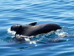 Globicephala