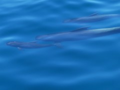 Globicephala