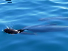 Globicephala