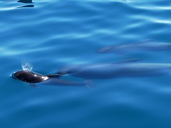 Globicephala
