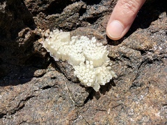 Stramonita haemastoma