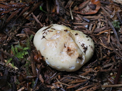Russula stricklandiorum