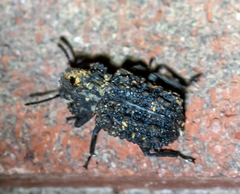 Bolitotherus cornutus