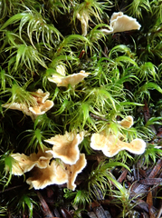 Cantharellus insignis