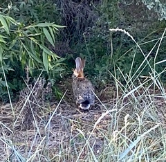 Sylvilagus audubonii