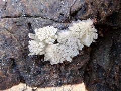 Stramonita haemastoma