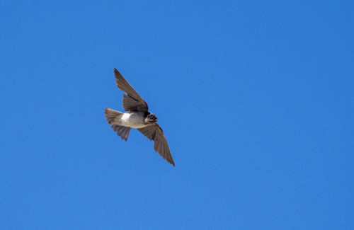 Andean Swallow (Orochelidon andecola), photo 3