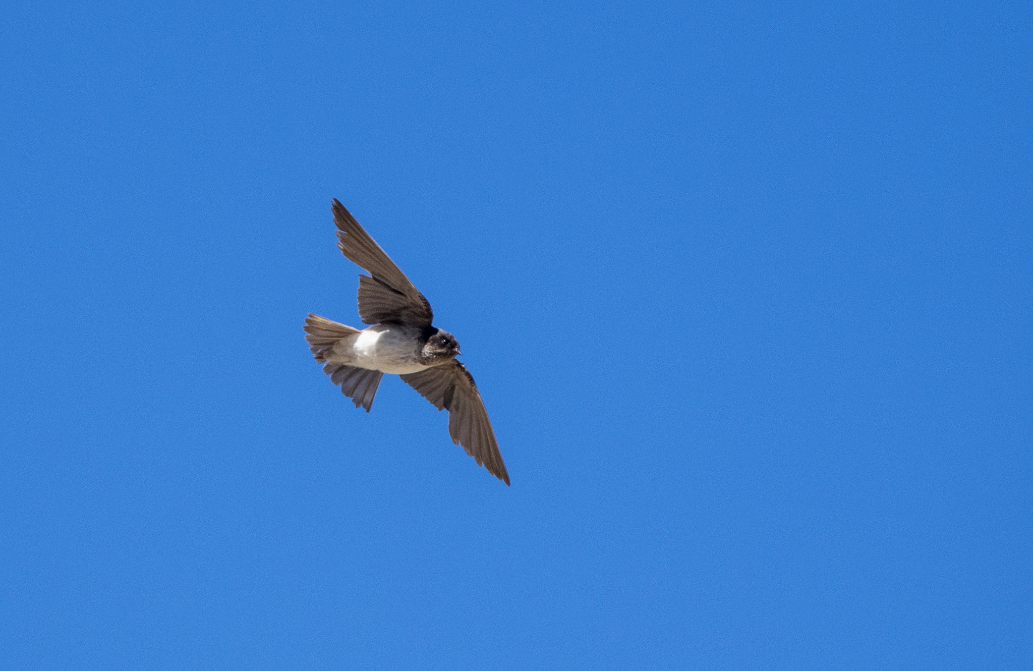 Andean Swallow illustration