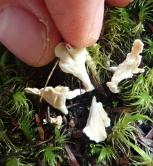 Cantharellus insignis